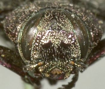 Media type: image;   Entomology 8117 Aspect: head frontal view